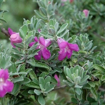 Texas Sage Plant - Leucophyllum Frutenscens